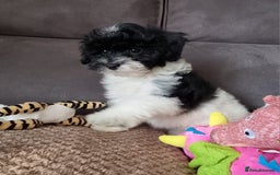Cockapoo dogs for sale: Fully Vaccinated Best Friend Sofa Companions 🥰   - Image 18