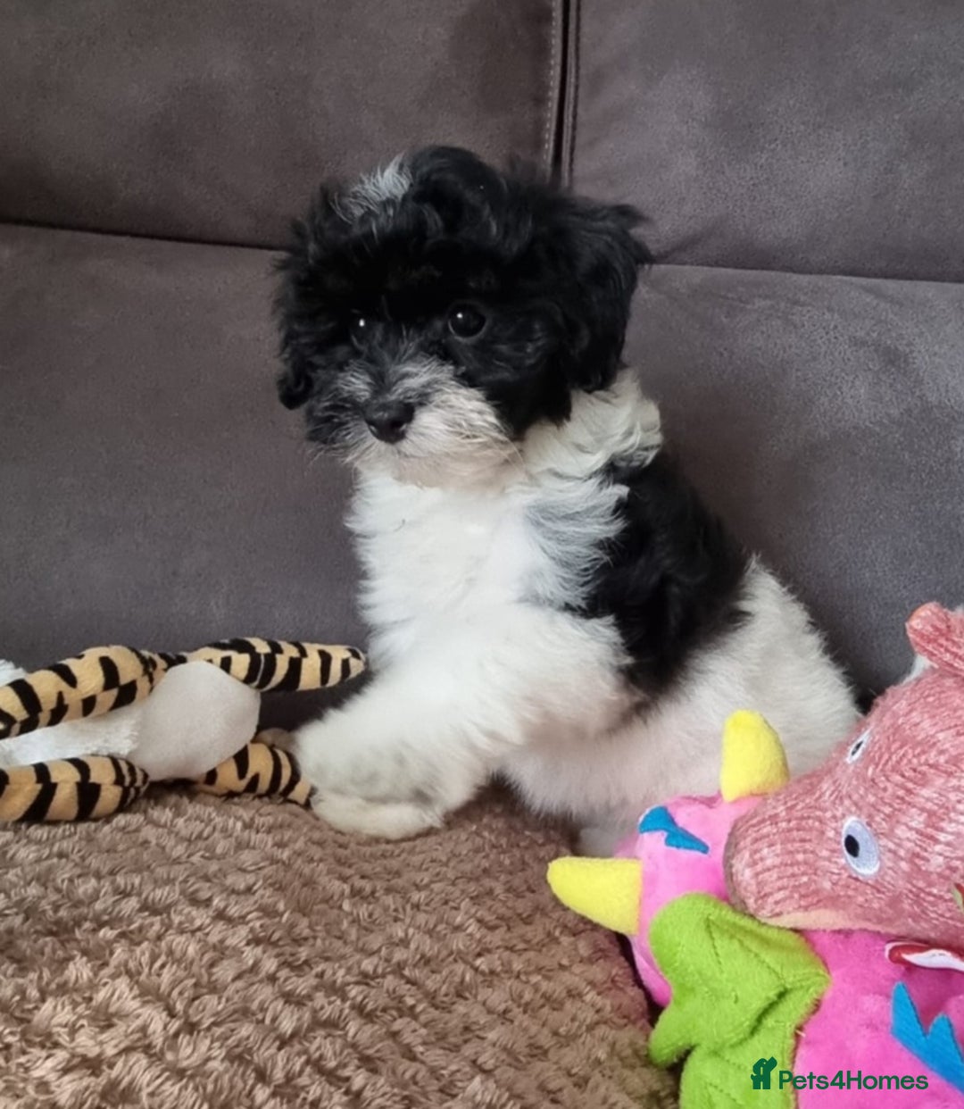 Cockapoo dogs for sale: Fully Vaccinated Best Friend Sofa Companions 🥰   - Image 18