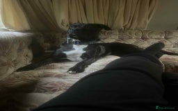 Mixed Breed dogs for sale: Needs to be re homed asap  - Image 2