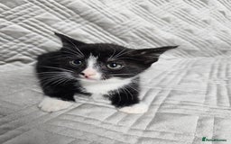 Mixed Breed cats for sale: Kittens for sale - Image 13