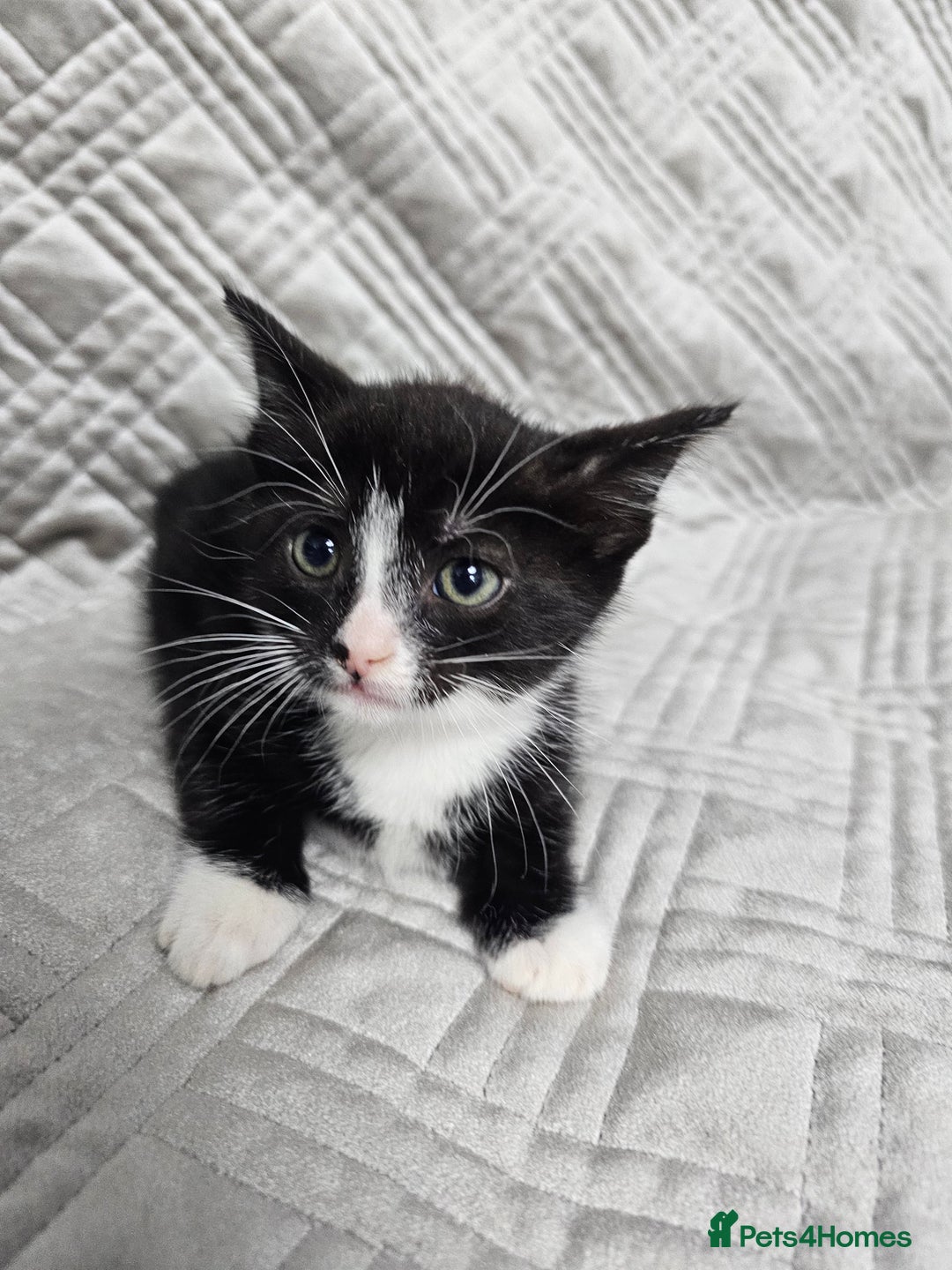 Mixed Breed cats for sale: Kittens for sale - Image 13