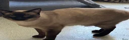 Siamese cats for stud: Seal Point Siamese STUD - Advert 7