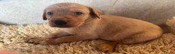 Labrador Retriever dogs for sale: Outstanding litter of yellow/fox red labradors - Advert 18