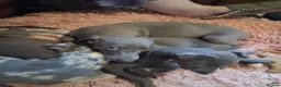 Italian Greyhound dogs for sale: Italian greyhound / whippet  - Advert 15
