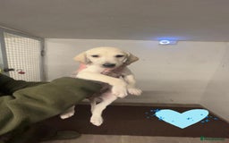 Saluki dogs for sale: Saluki/ LURCHER pups - Image 10