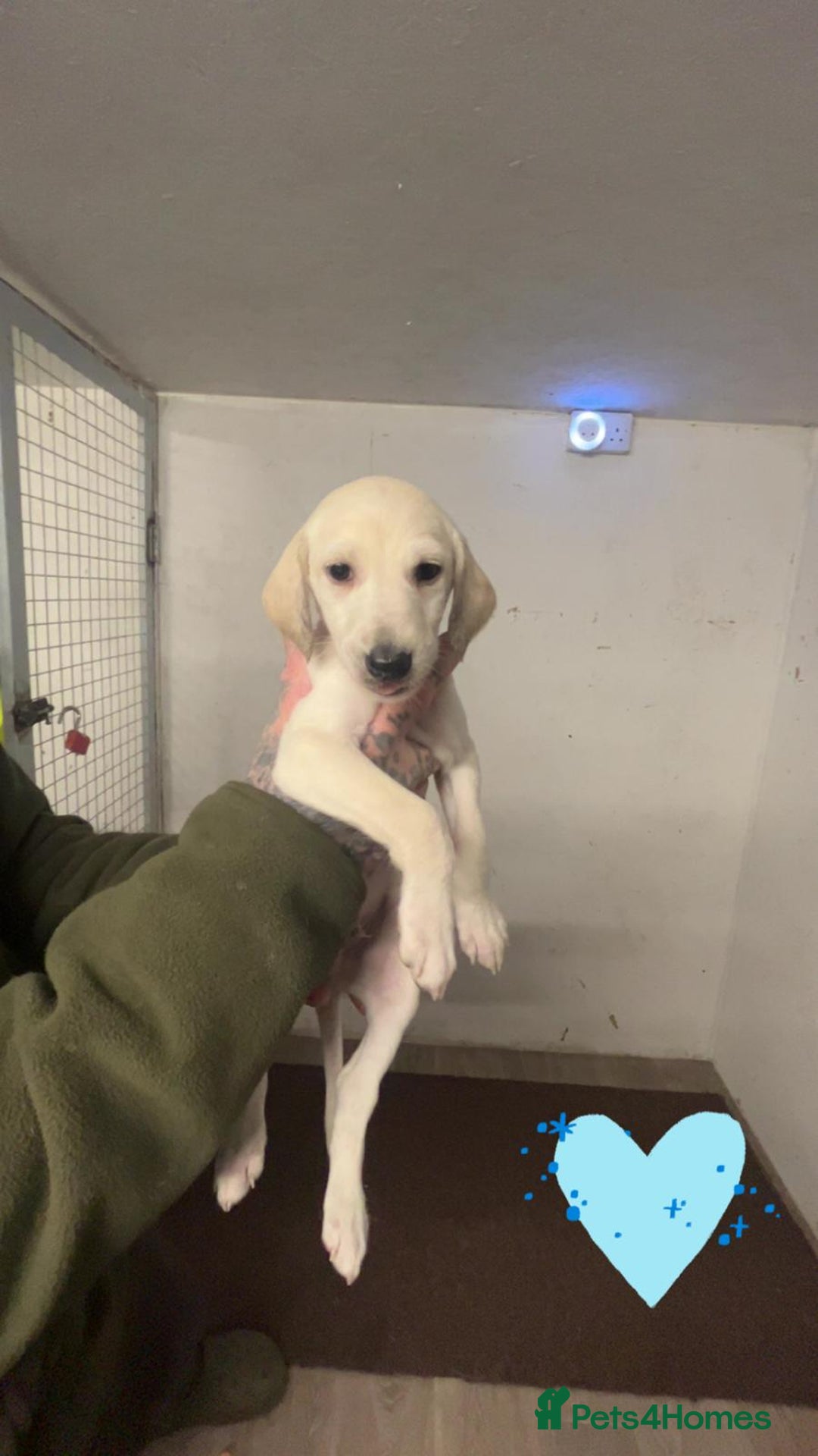 Saluki dogs for sale: Saluki/ LURCHER pups - Image 10