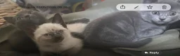 British Shorthair cats for sale: Amazing kittens waiting  for new family  in Ilford - Advert 9