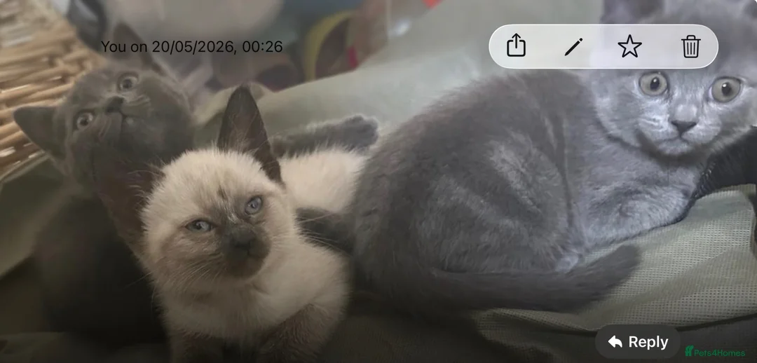 British Shorthair cats for sale: Amazing kittens waiting  for new family  in Ilford - Advert 9