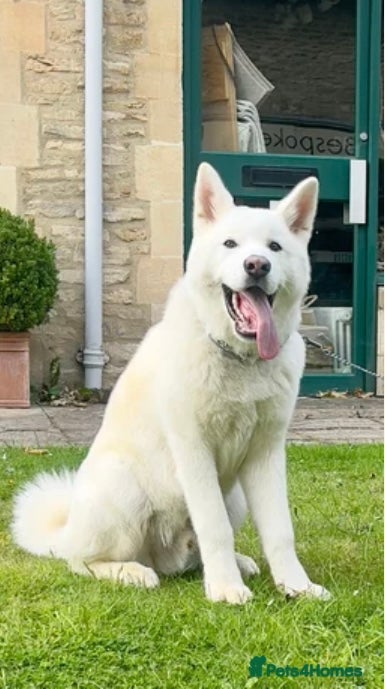 Japanese Akita Inu dogs Japanese Akita - Advert 7