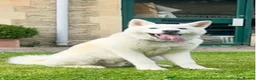 Japanese Akita Inu dogs for stud: Japanese Akita - Advert 3