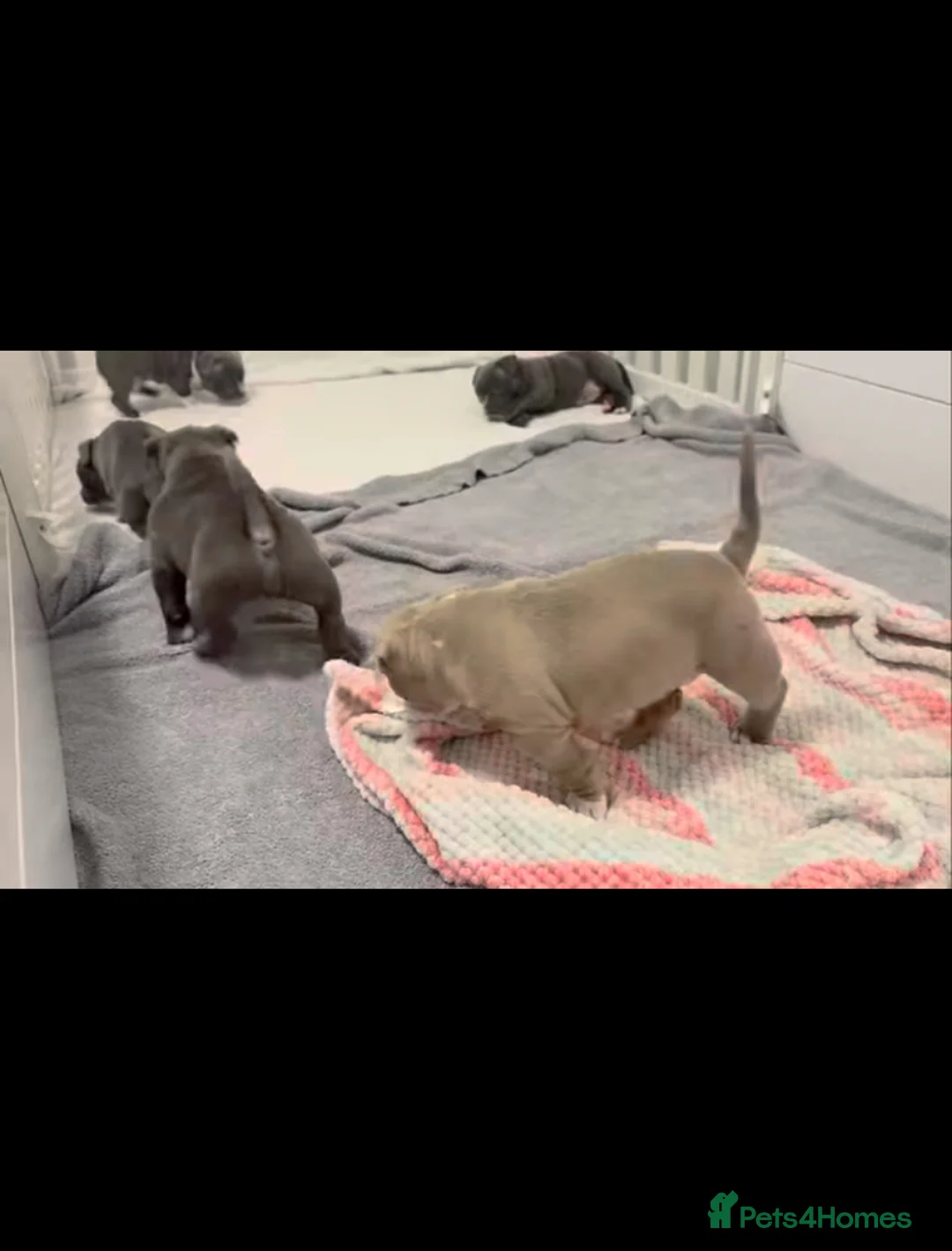 Staffordshire Bull Terrier dogs for sale: 1st Class 100%Staffy puppies Kc Reg - Advert 16