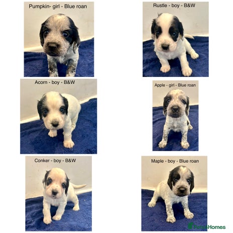 Cocker Spaniel dogs - Advert 2