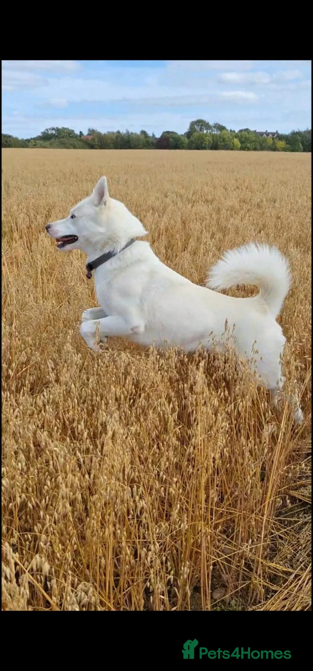 Mixed Breed dogs for stud:  Beautiful Husky mix for stud in Hinckley - Advert 3