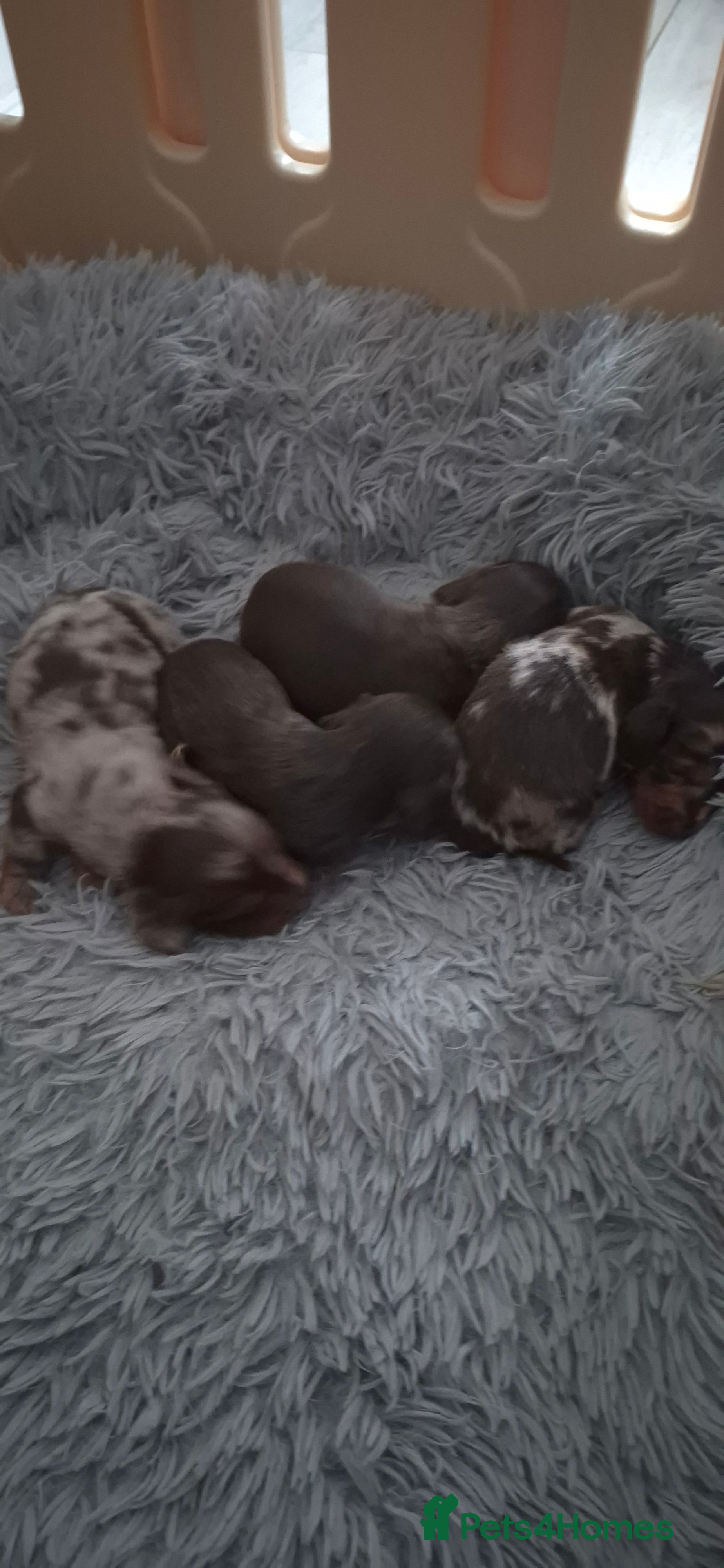 Dachshund dogs Miniature dachshunds long hair boys puppies - Advert 5