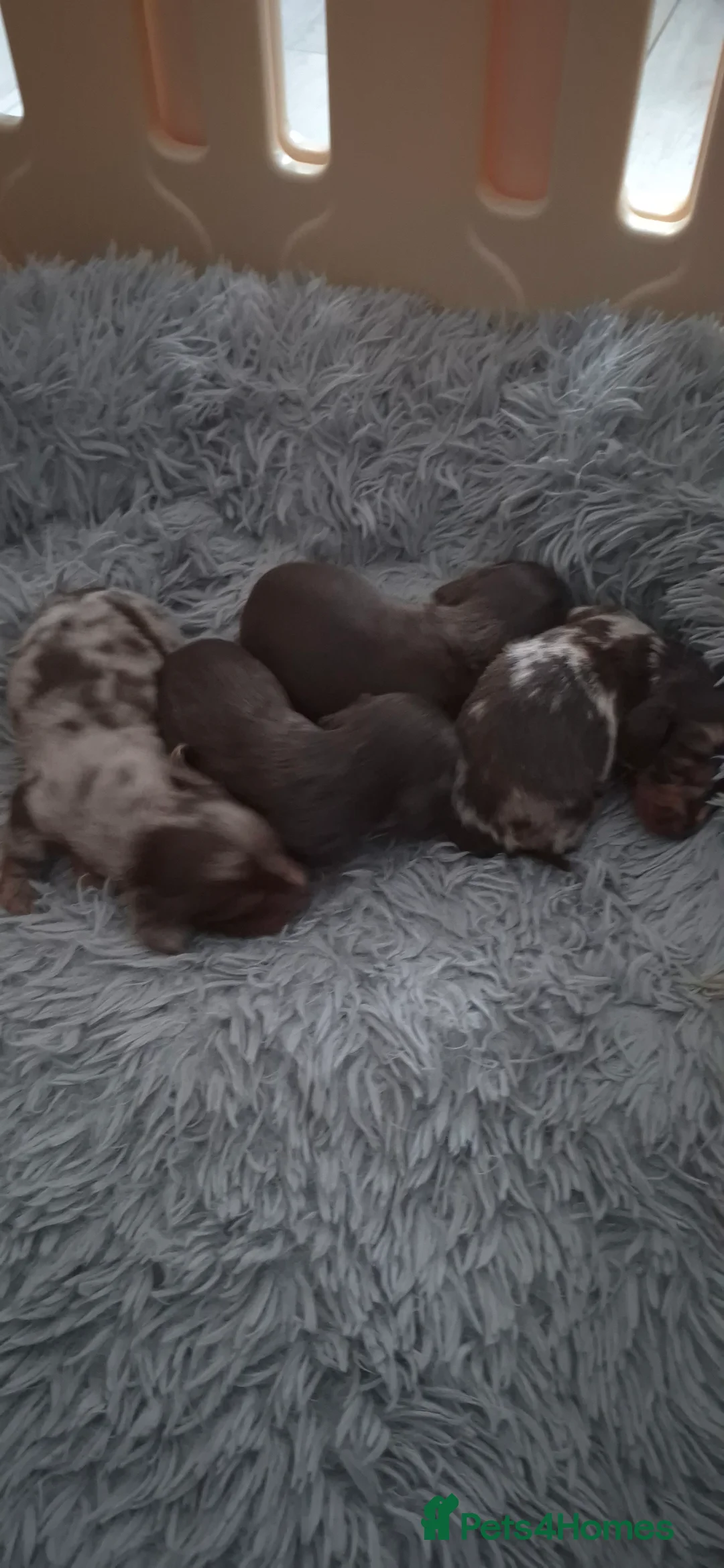 Dachshund dogs for sale: Miniature dachshunds long hair boys puppies - Advert 1