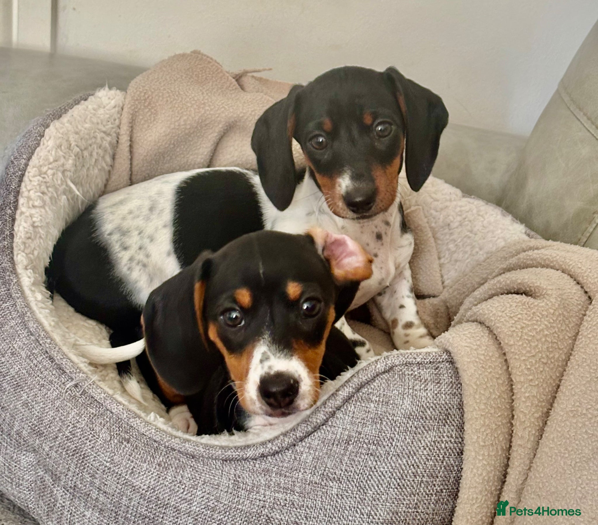 Dachshund dogs MINIATURE DACHSHUND GIRLS READY NOW - Advert 1