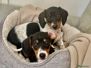 Dachshund dogs for sale: MINIATURE DACHSHUND GIRLS READY NOW - Advert 1