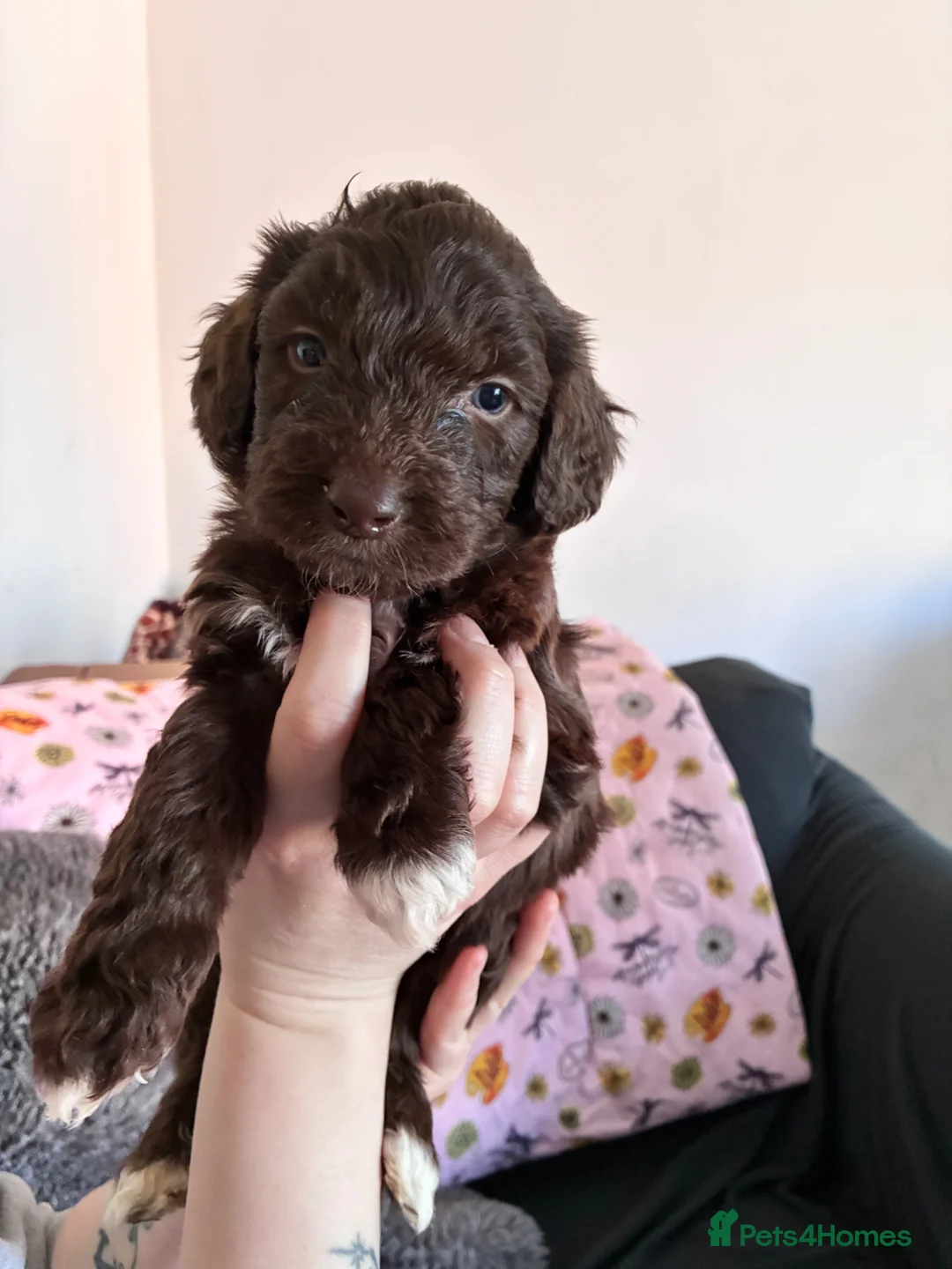 Mixed Breed dogs for sale: Beautiful pups - Advert 2