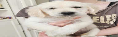 Golden Retriever 1