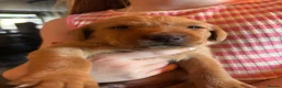Labrador Retriever dogs for sale: KC Registered Labrador Puppies in Barrow-in-Furness - Advert 8