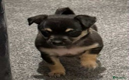 Chihuahua dogs for sale: 14 weeks old Chihuahua Male puppy  - Image 6