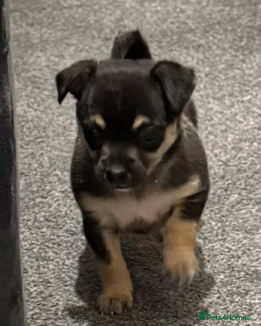 Chihuahua dogs for sale: 14 weeks old Chihuahua Male puppy  - Image 6