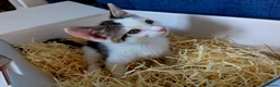 Mixed Breed cats for sale: Adorable & Extremely Affectionate Male Kittens - Advert 4
