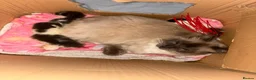 Mixed Breed cats for sale: Ragdoll X - Advert 4