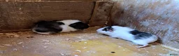 Guinea Pig rodents for sale: Gorgeous baby guinea pigs  - Advert 5