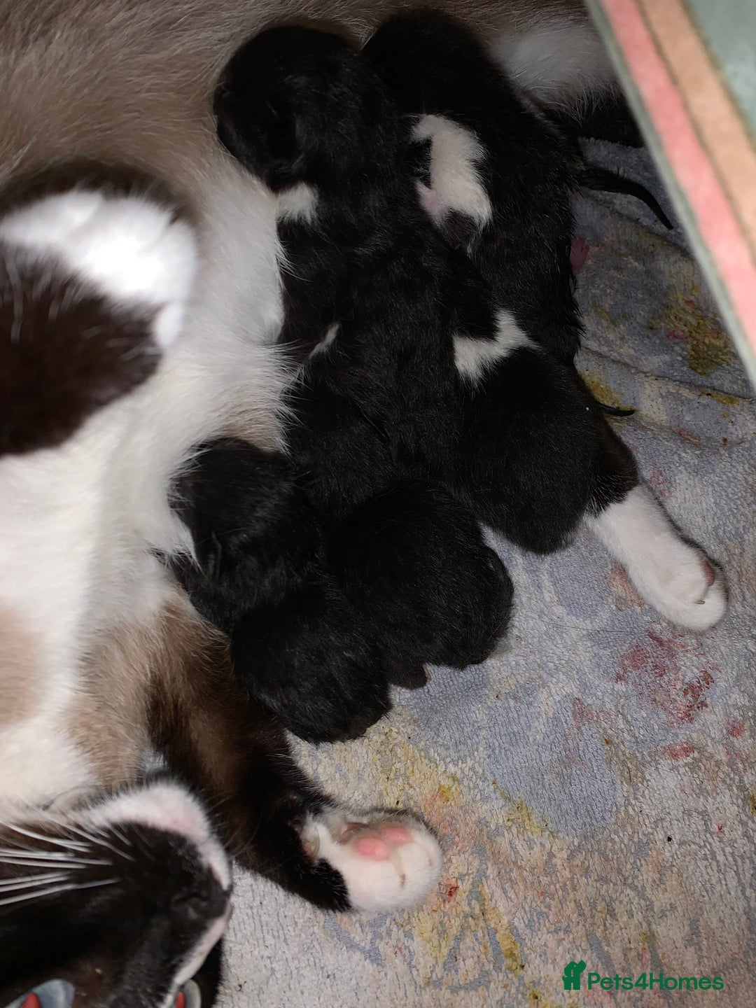 Mixed Breed cats for sale: House kittens - Advert 5