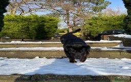 Mixed Breed dogs for sale: Rottweiler mix - Image 1