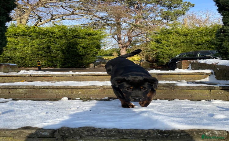 Mixed Breed dogs - Advert 1