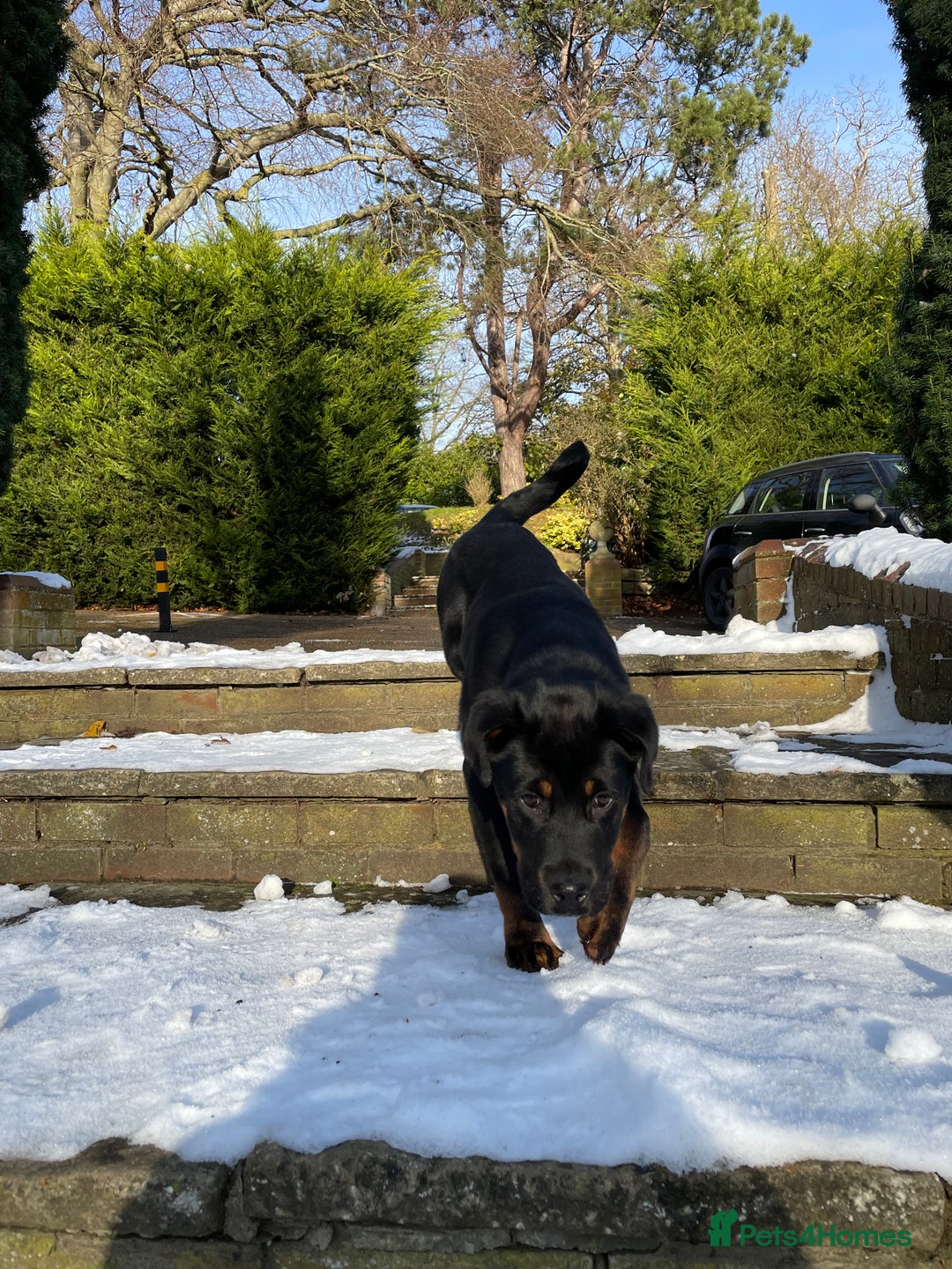 Mixed Breed dogs for sale: Rottweiler mix - Image 1