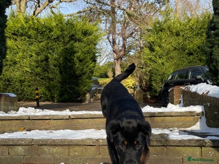 Mixed Breed dogs - Advert 13