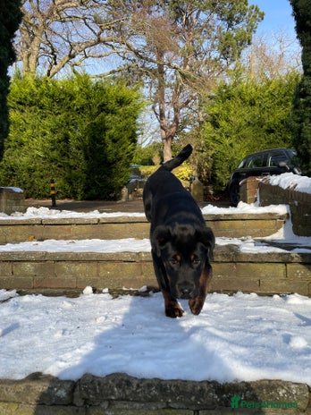 Mixed Breed dogs - Advert 2