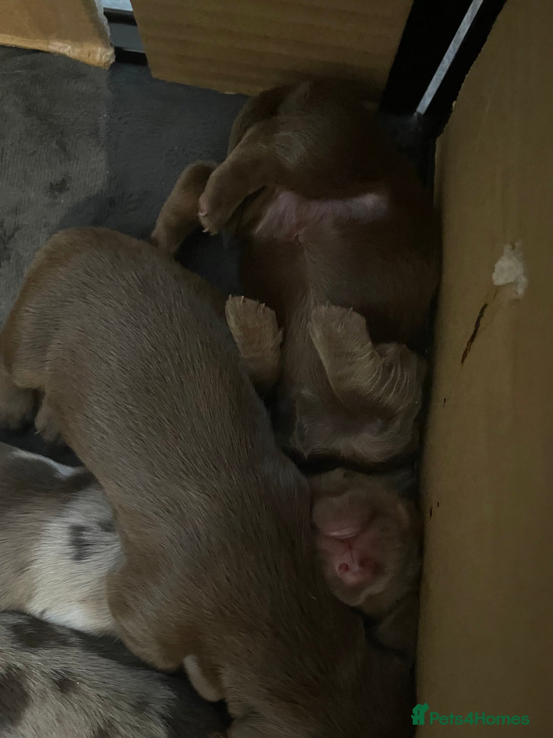 Miniature Dachshund dogs for sale: Miniature Dachshund Long Haired Puppies  - Advert 14