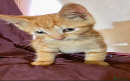 Mixed Breed cats for sale: Kittens for sale - Image 3