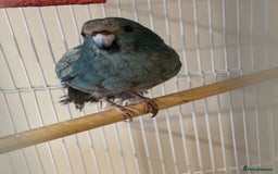 Parakeets birds for sale: Kakariki  - Advert 6