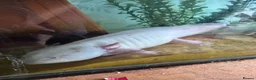 Axolotl reptiles for sale: 3 adult female Axolotls  - Advert 2