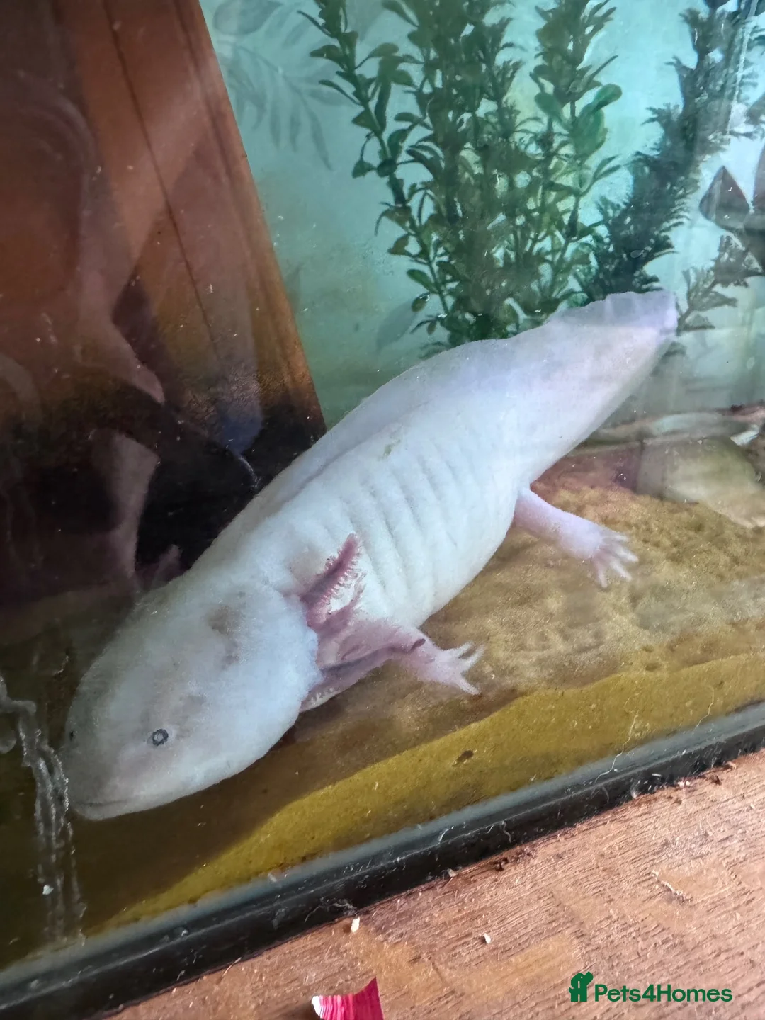Axolotl reptiles for sale: 3 adult female Axolotls  - Advert 2