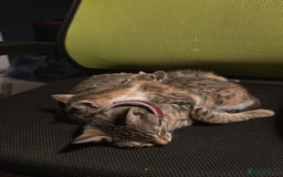 Bengal cats for sale: Beautiful male part bengal kitten - Image 5