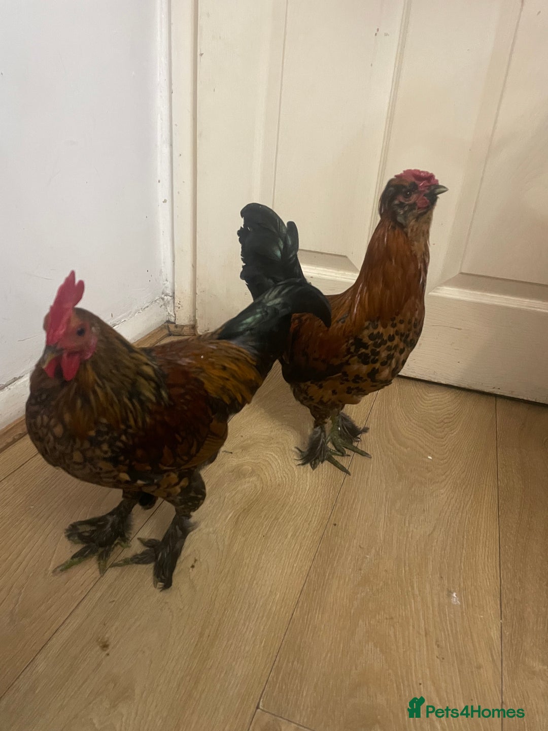 Chickens poultry for sale: Chickens for FREE - Image 6