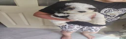 Cavapoo dogs for sale: Cavapoo puppys - Advert 22