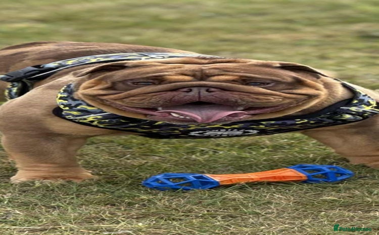 English Bulldog dogs - Advert 5