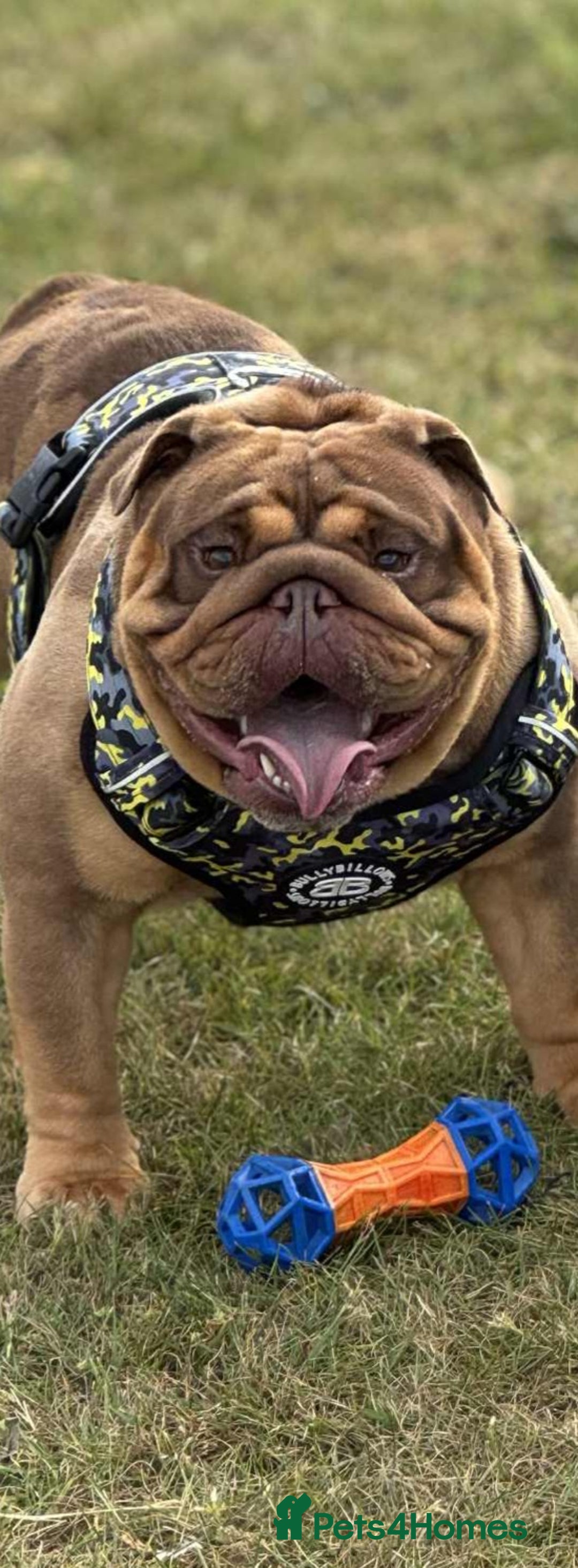 English Bulldog dogs for stud: Handsome English bulldog  - Image 1