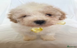 Cavapoo dogs for sale: Beautiful Cavapoo’s - Image 22