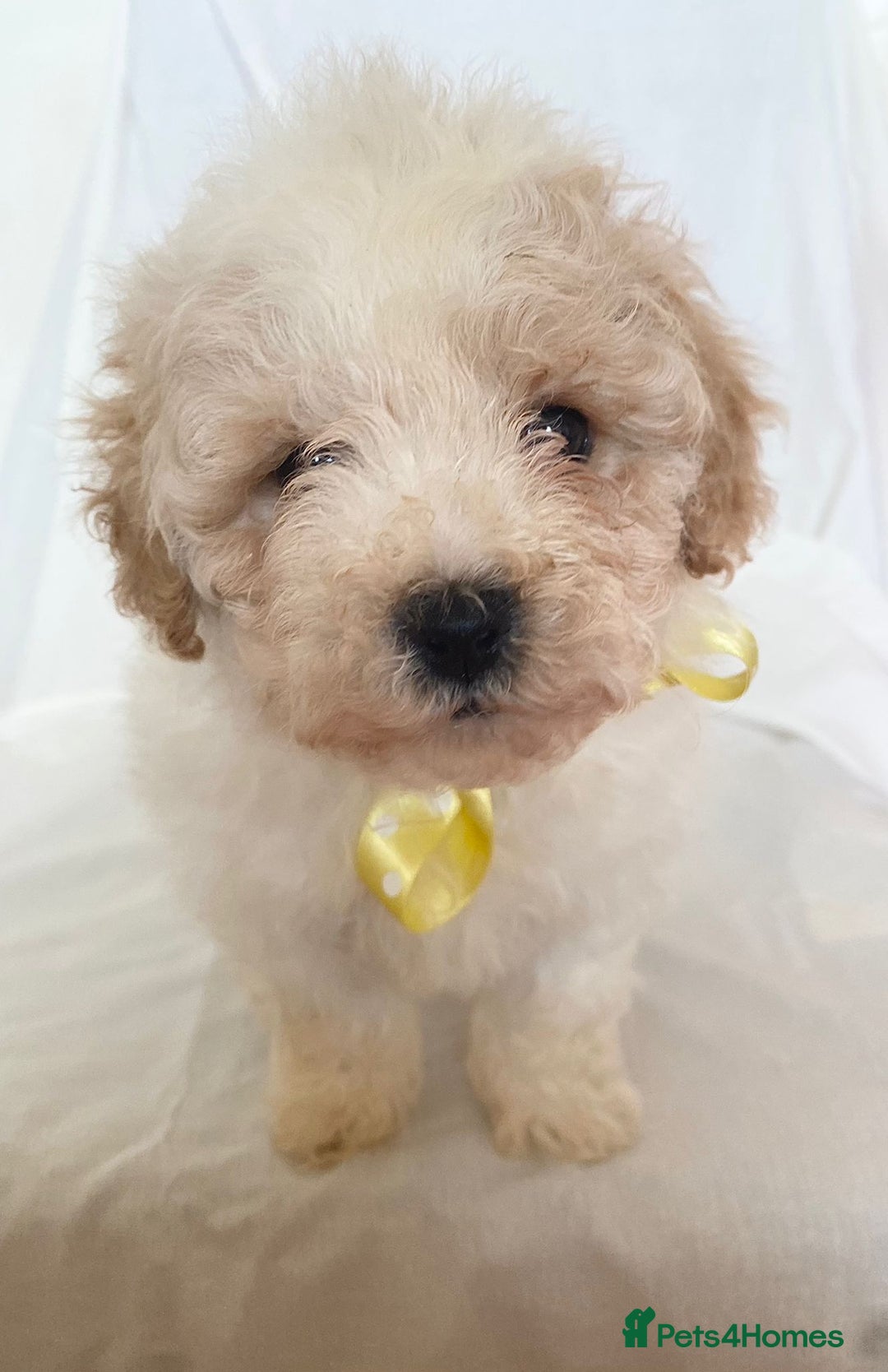 Cavapoo dogs for sale: Beautiful Cavapoo’s - Image 22