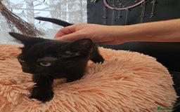 Mixed Breed cats for sale: KITTENS READY TO LEAVE NOW ONLY  1 BLACK GIRL LEFT - Image 16