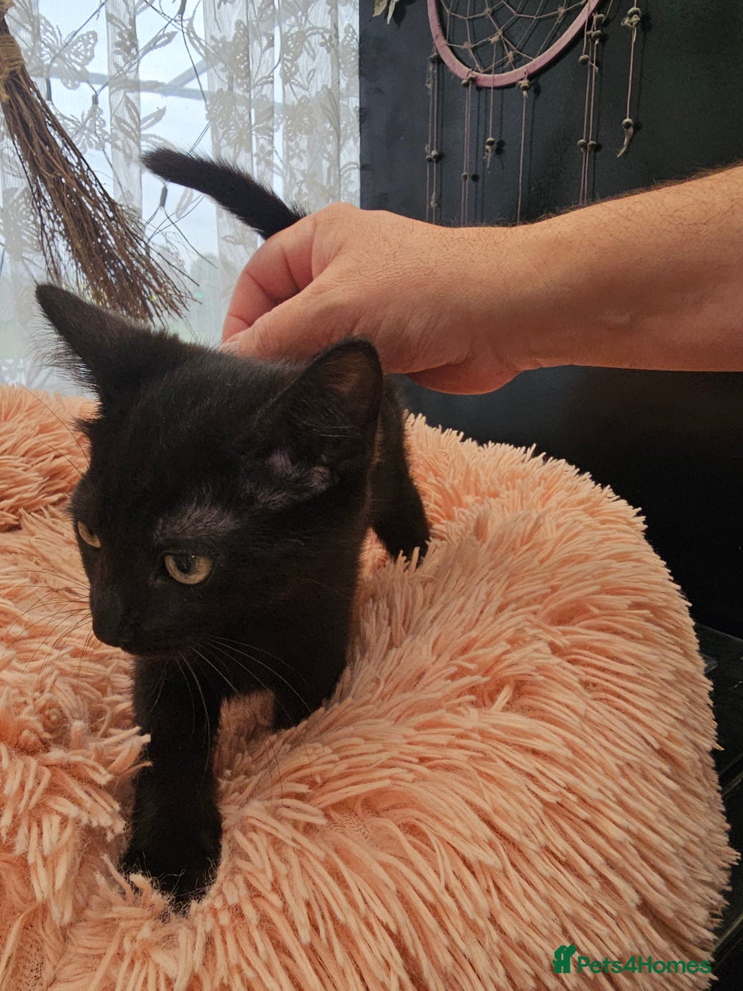 Mixed Breed cats for sale: KITTENS READY TO LEAVE NOW ONLY  1 BLACK GIRL LEFT - Image 16