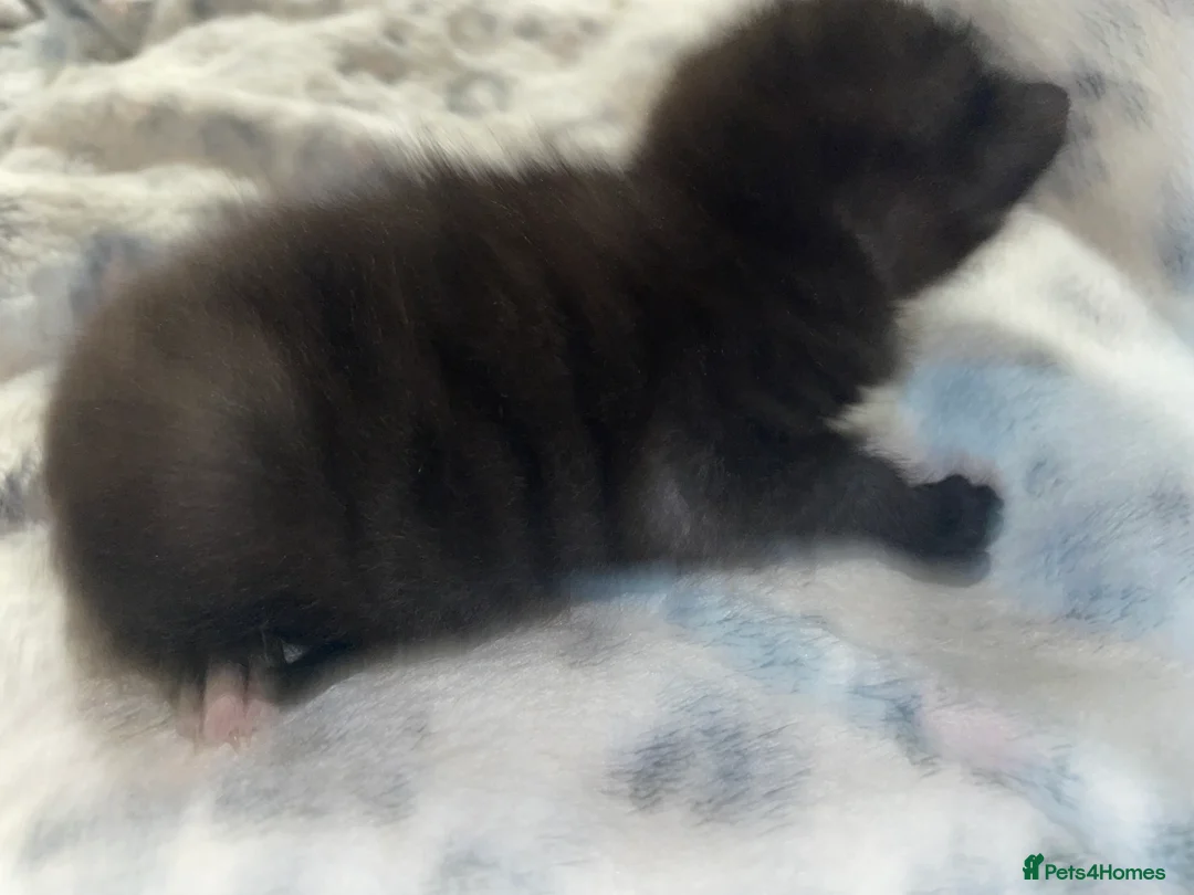 Mixed Breed cats for sale: Beautiful black kitten - Advert 18